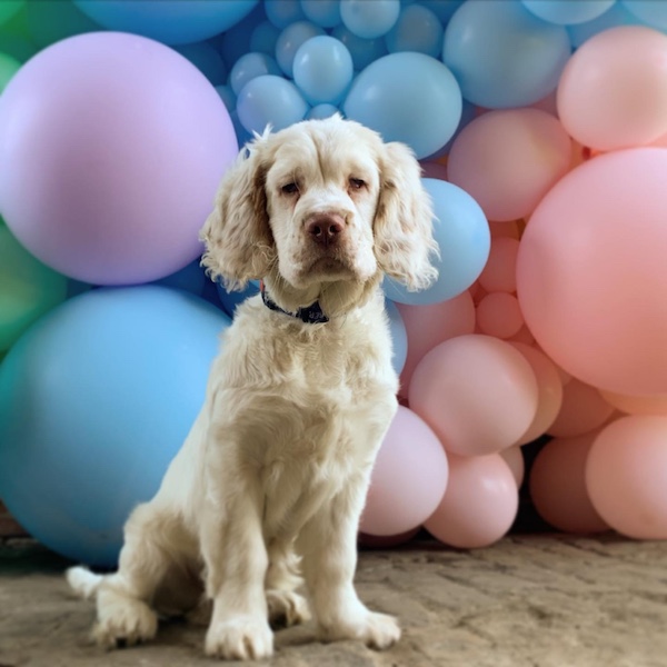 Clumber Spaniel in front of Balloons